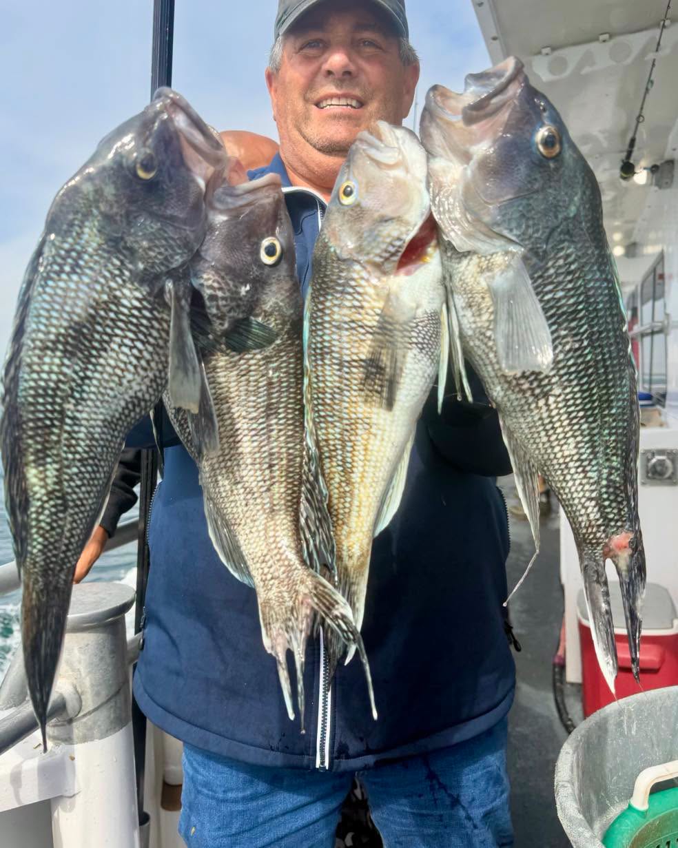 Angler holding four big black sea bass aboard the Super Hawk off Long Island